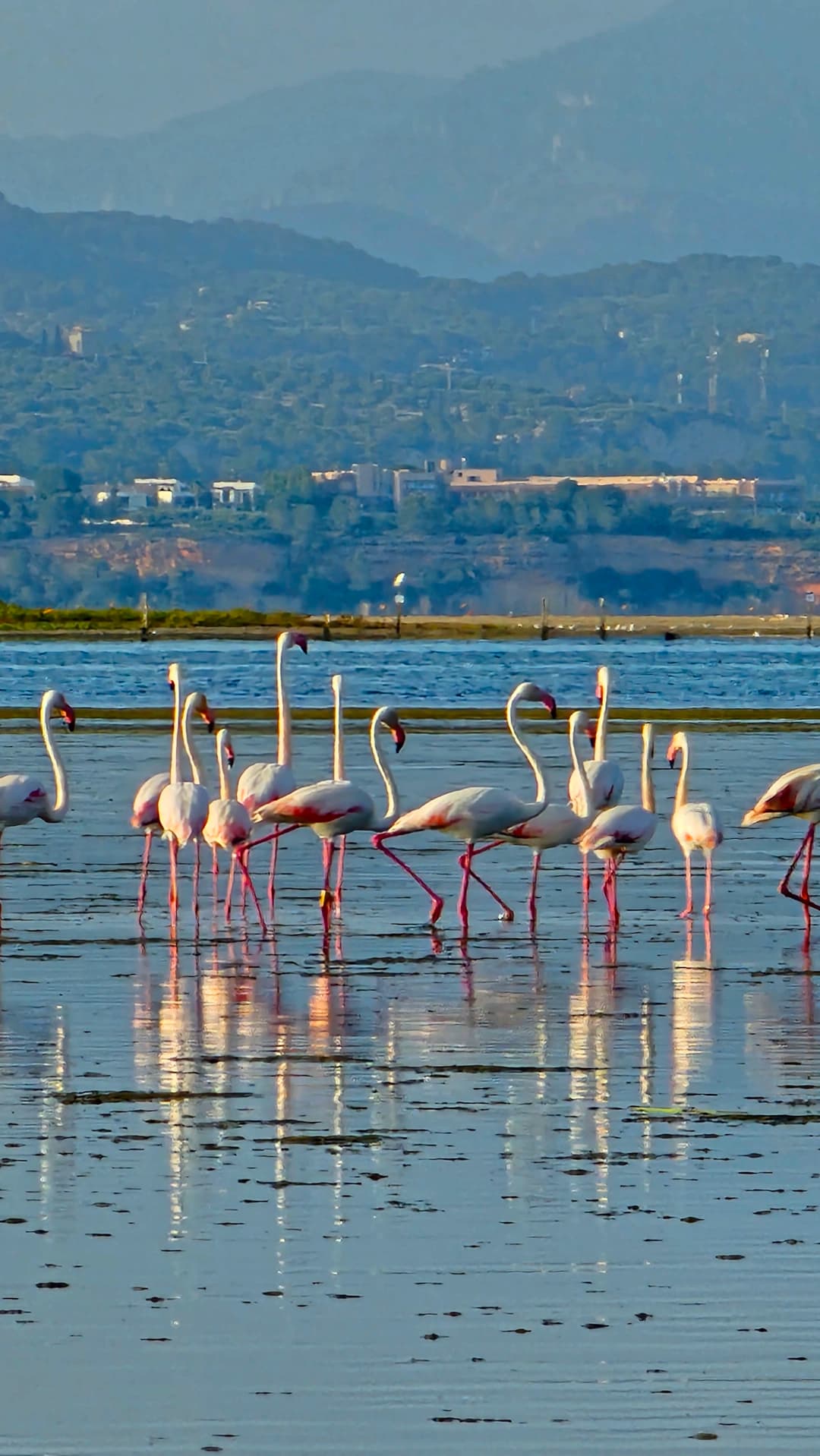 Masos Bruguera entorn 10