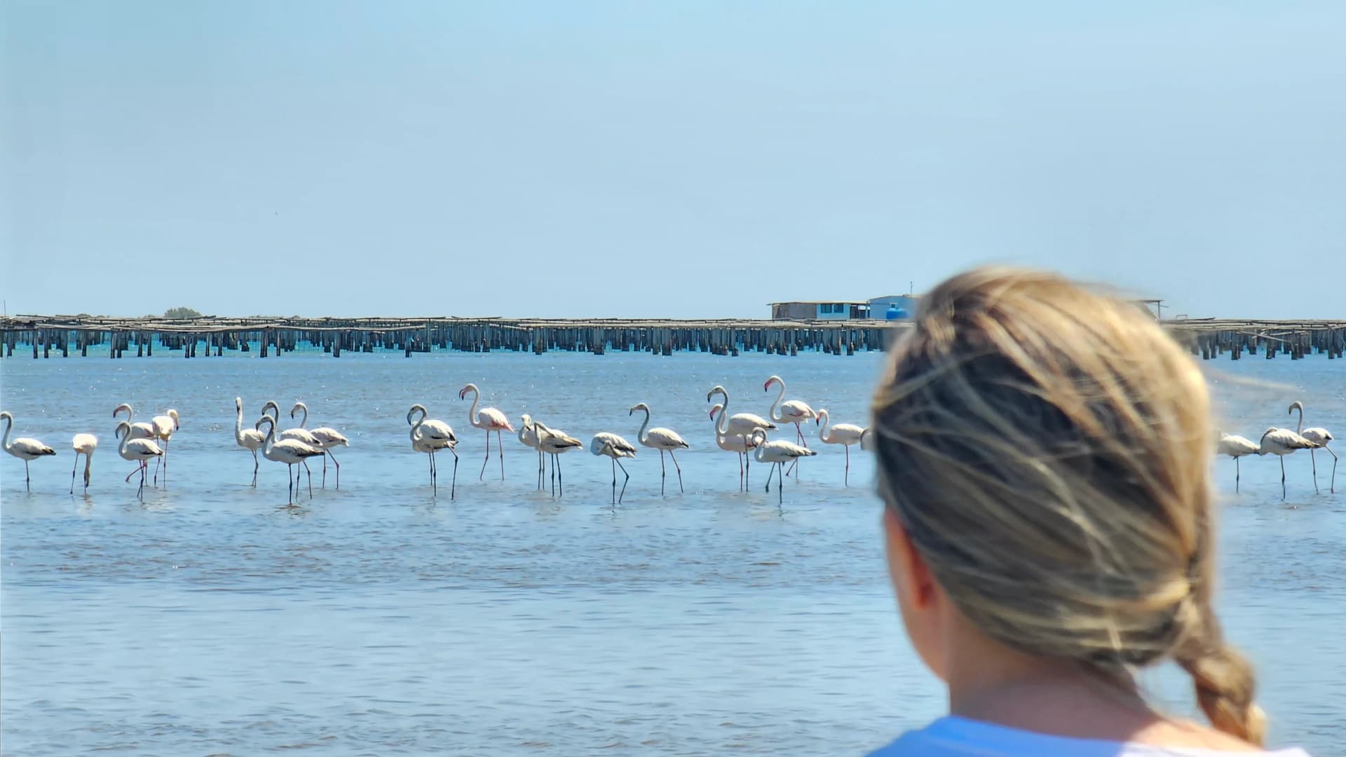 Flamencs Masos Bruguera