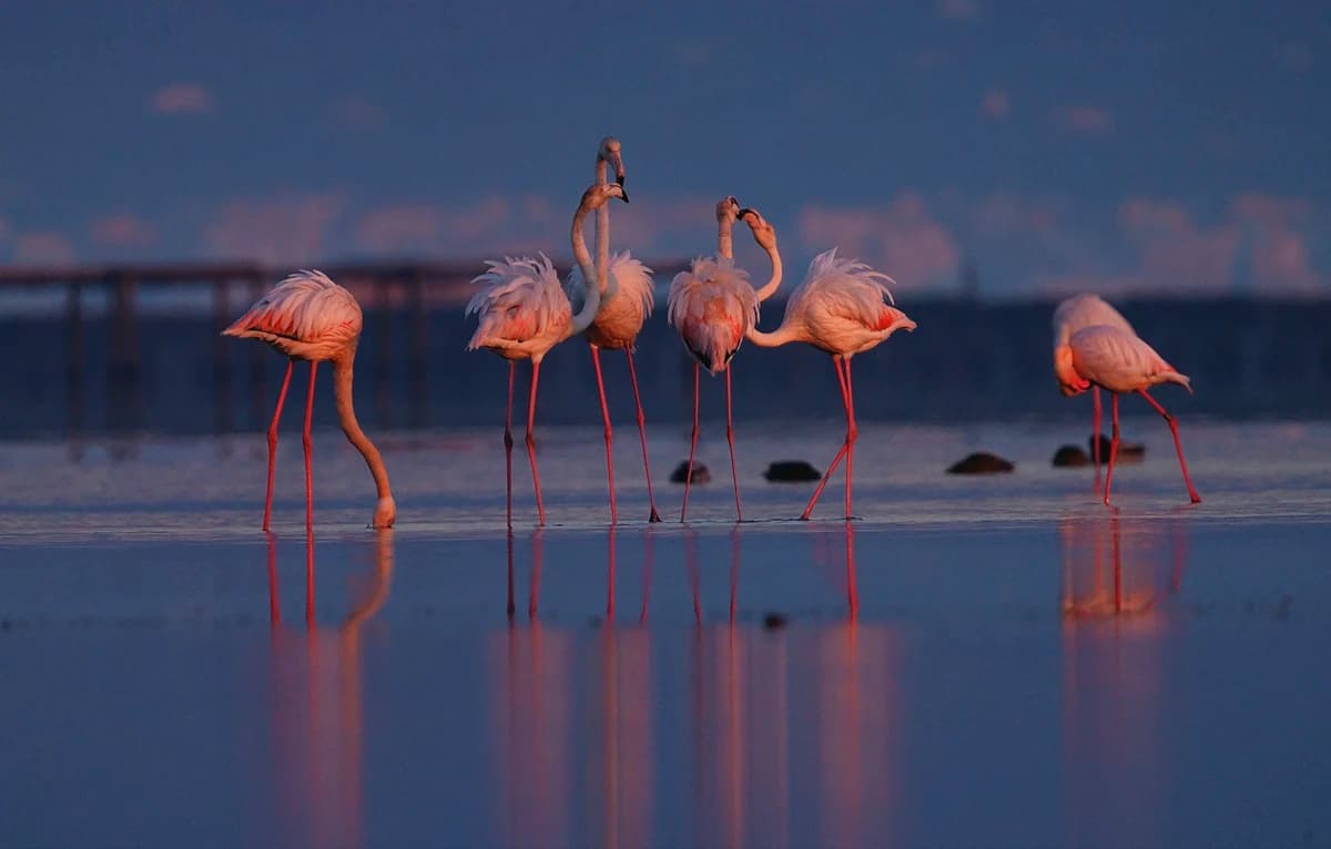 Imatges Joan Bobet Llibre 1