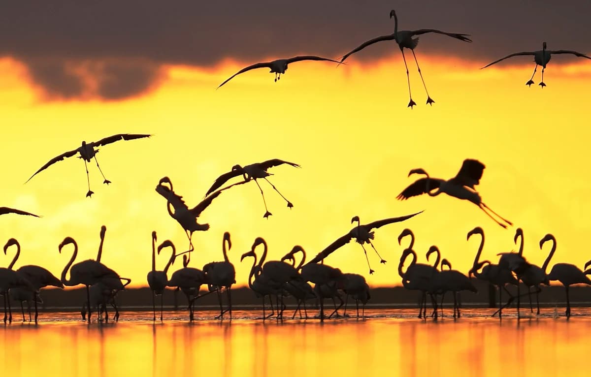 Imatges Joan Bobet Llibre 2