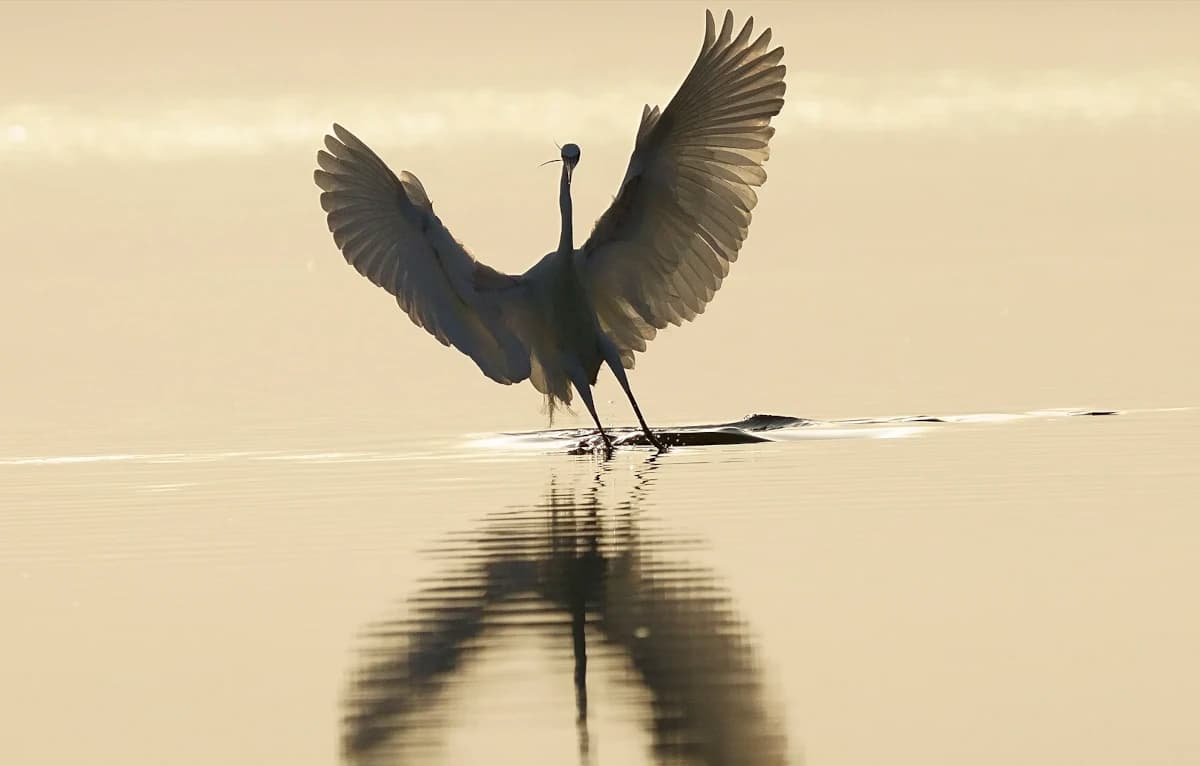 Imatges Joan Bobet Llibre 3