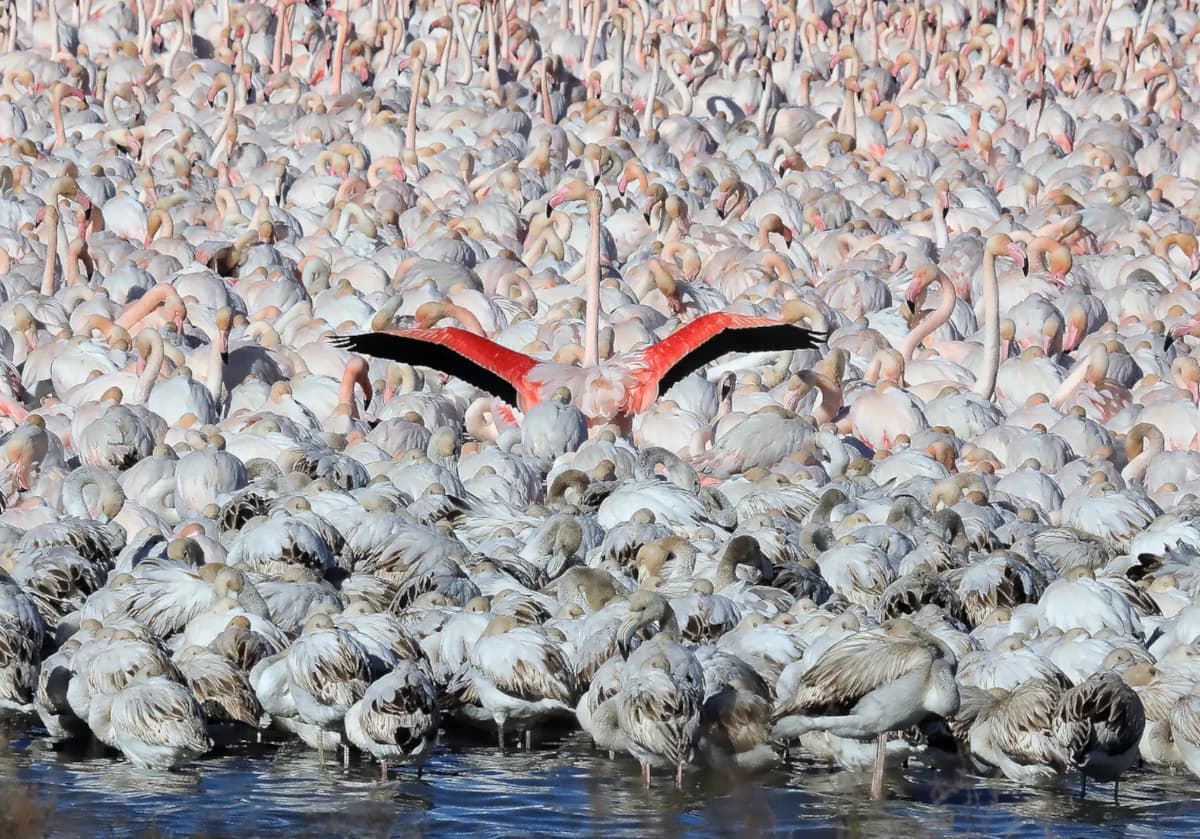 Imatges Joan Bobet Llibre 4