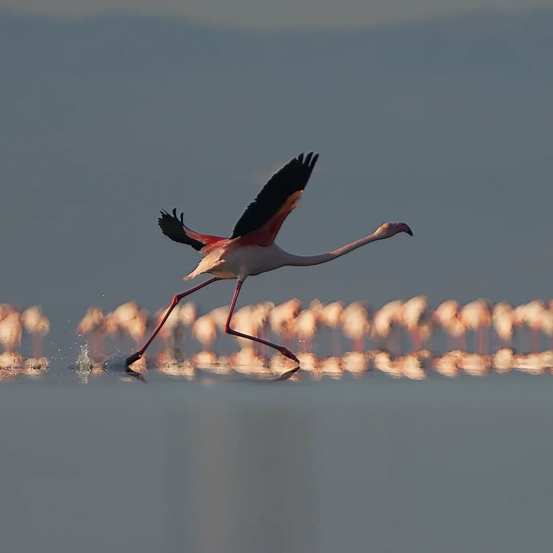 Imatges Joan Bobet 2