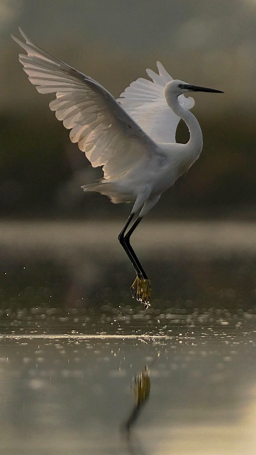 Imatges Joan Bobet 4