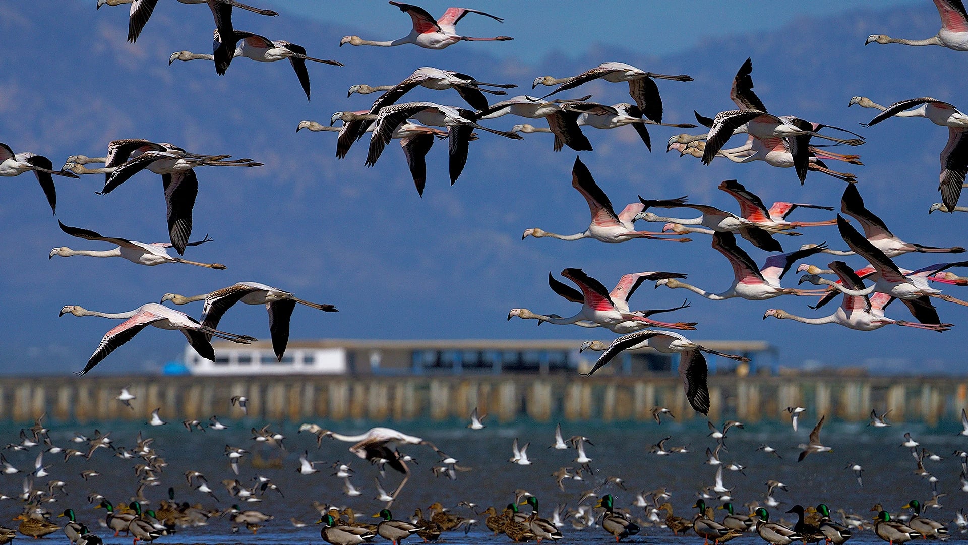 Fons immersiu Ornitologia