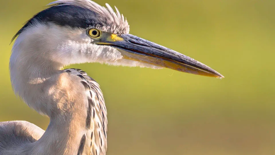 Bernat pescaire Masos Bruguera Desktop