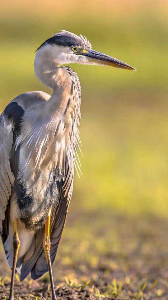 Bernat pescaire Masos Bruguera Mobile