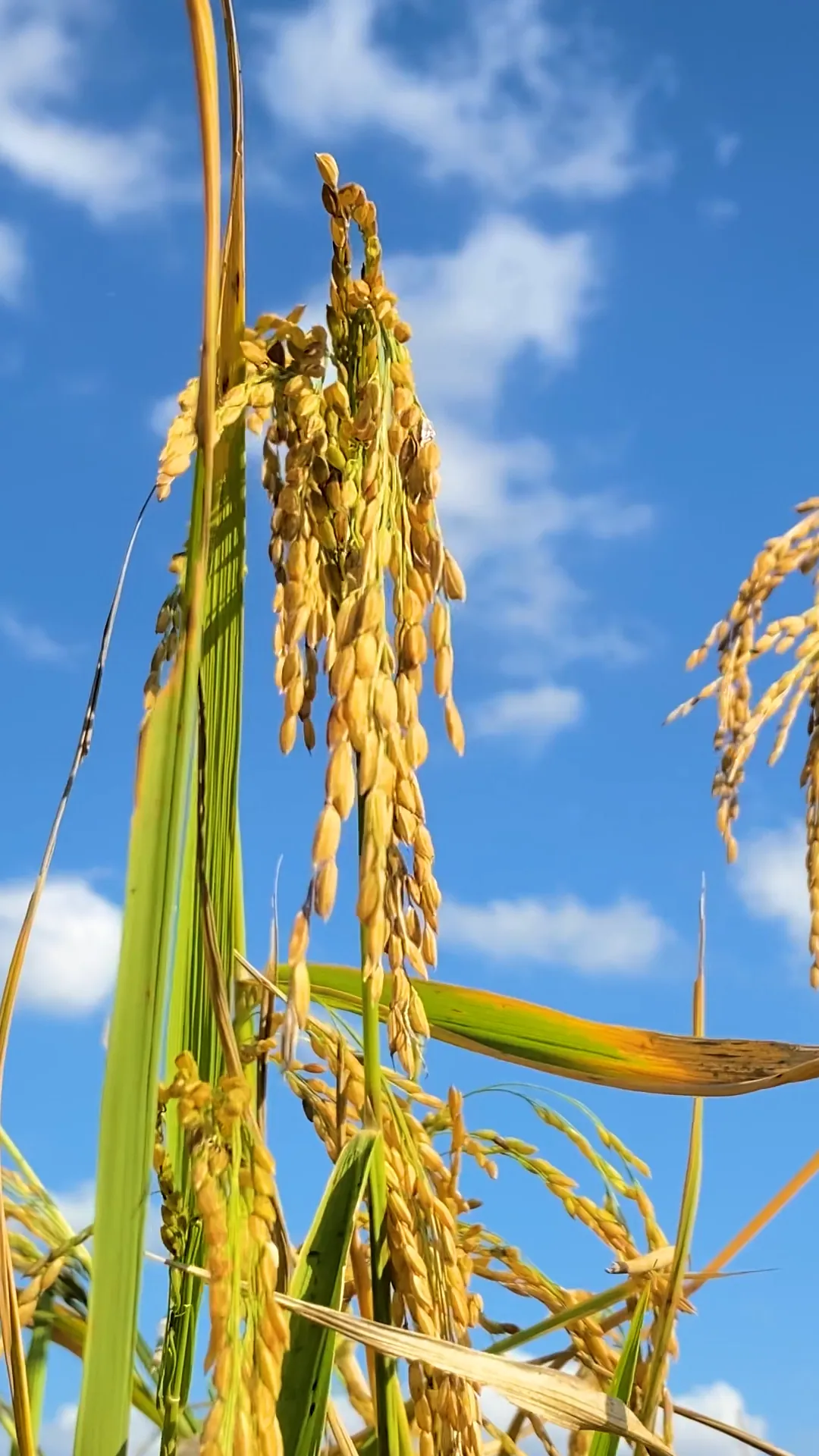 Benvinguda a Masos Bruguera
