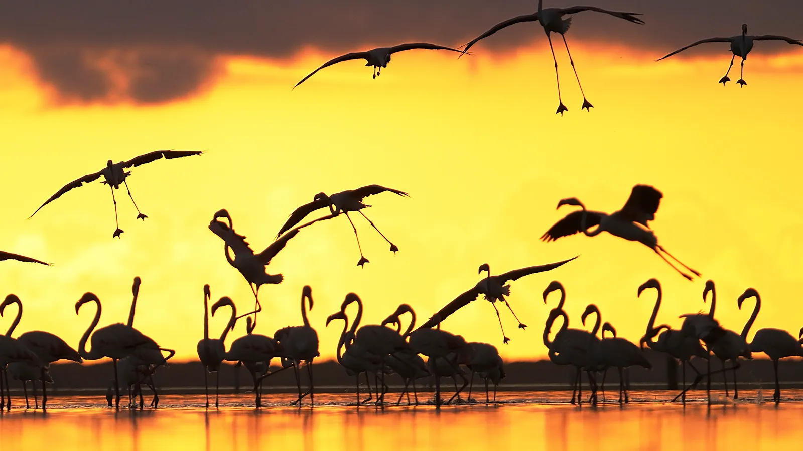 Fons immersiu Ornitologia